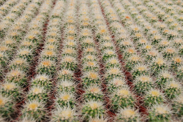 cactus 15