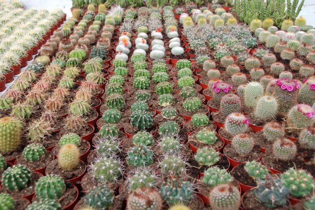 cactussen 16