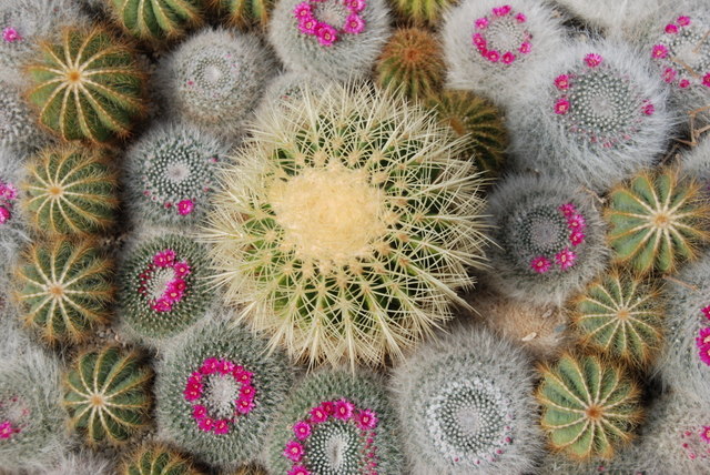 cactus 23