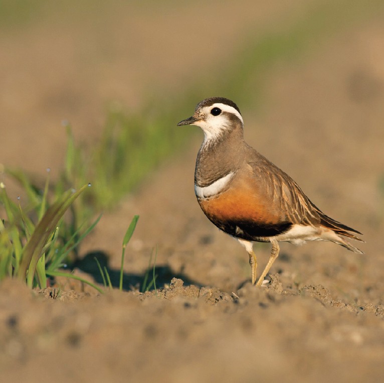 Morinelplevier - Birdpix vogels fotograferen